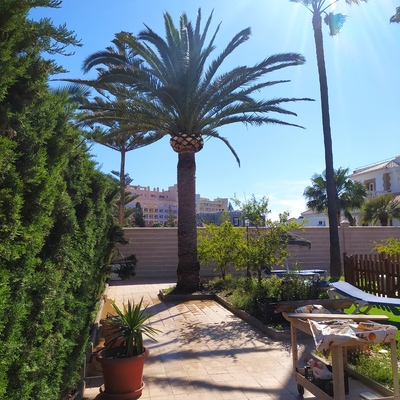 Poda. Y formación de balona en palmera Phoenix canariensis