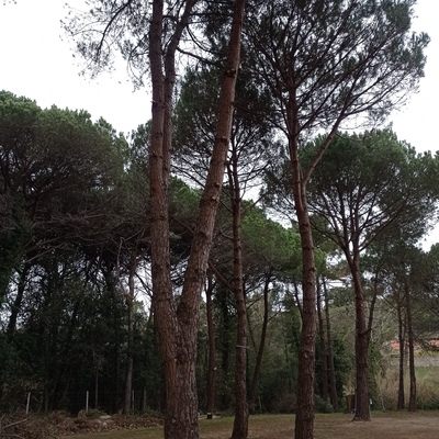 Poda pinos