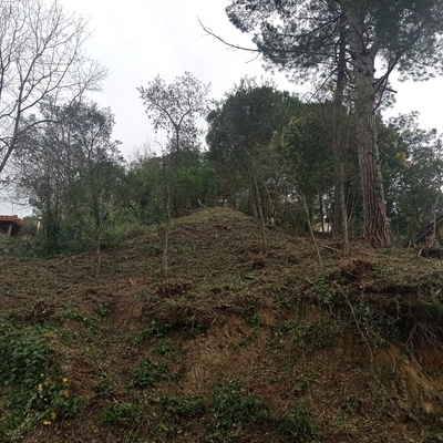 Limpieza Parcela