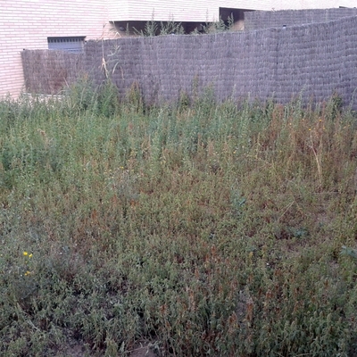 LIMPIEZA DE JARDIN 