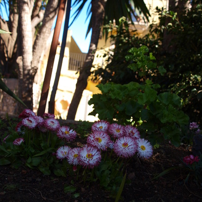 JARDIN DE FLORES