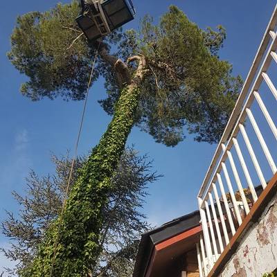 Trabajos jardinería