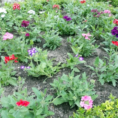 Plantación de flores