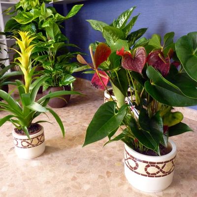 plantas ornamentales 