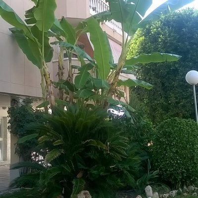 Poda de plataneras
