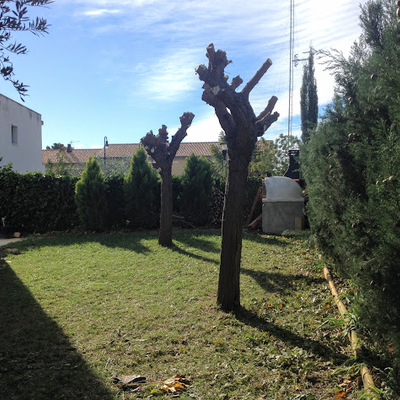 Poda de arboles