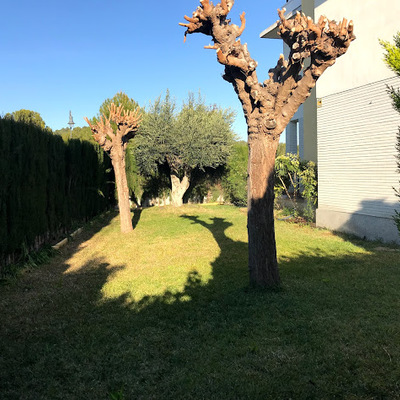 Poda de arboles
