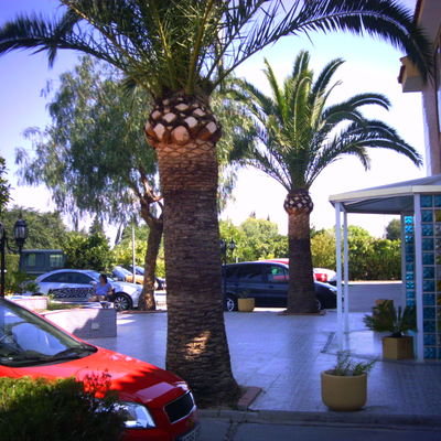 PODA DE PALMERA FHENIX CANADIENSE