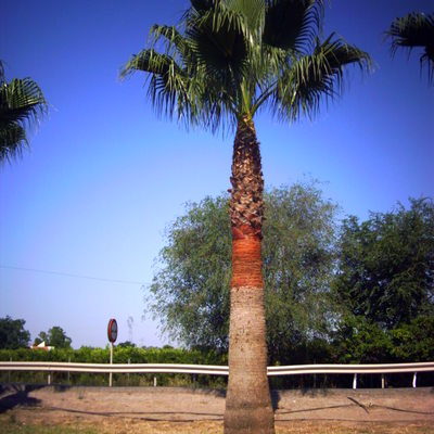 PODA DE PALMERA GUACHI