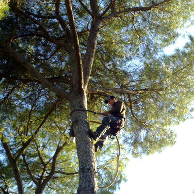 PODA DE PINO