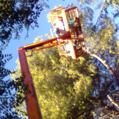 Poda en altura