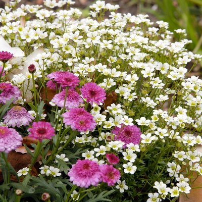 Primavera