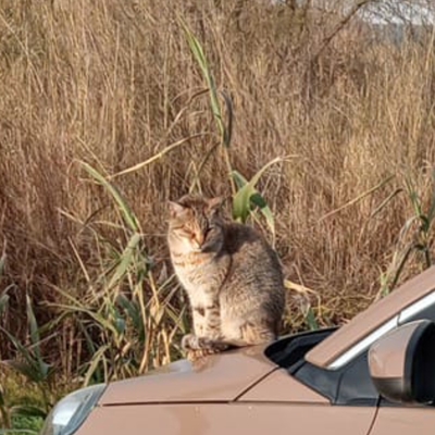 AZRUCAT