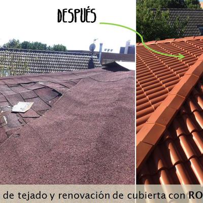 Teja americana o Teja ROOFY