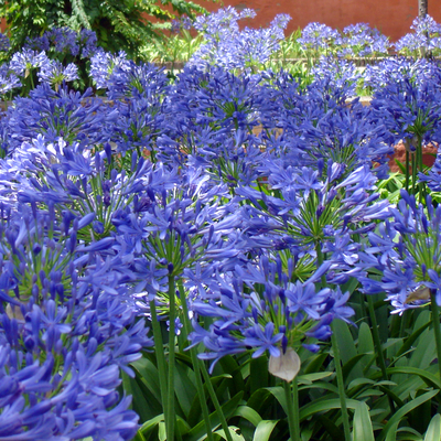 Un jardín azul