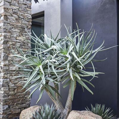 plantaciones