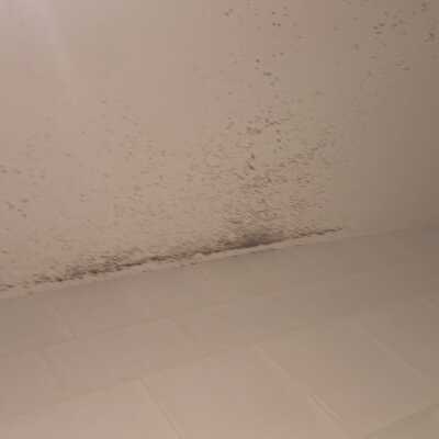 mold