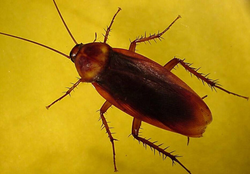 CUCARACHA COMÚN