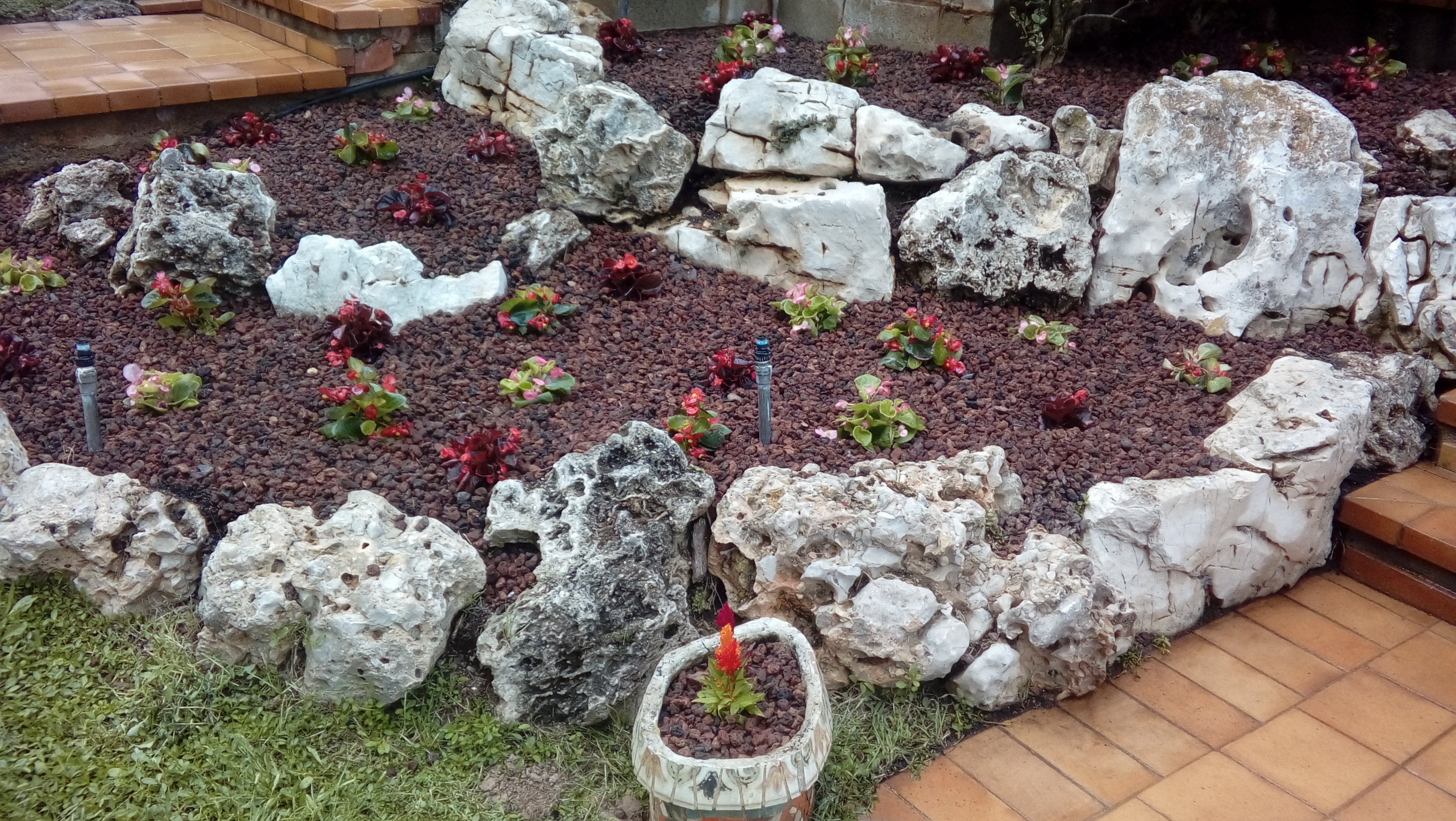 Plantar begonias