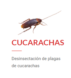 Desinsectación de Cucarachas