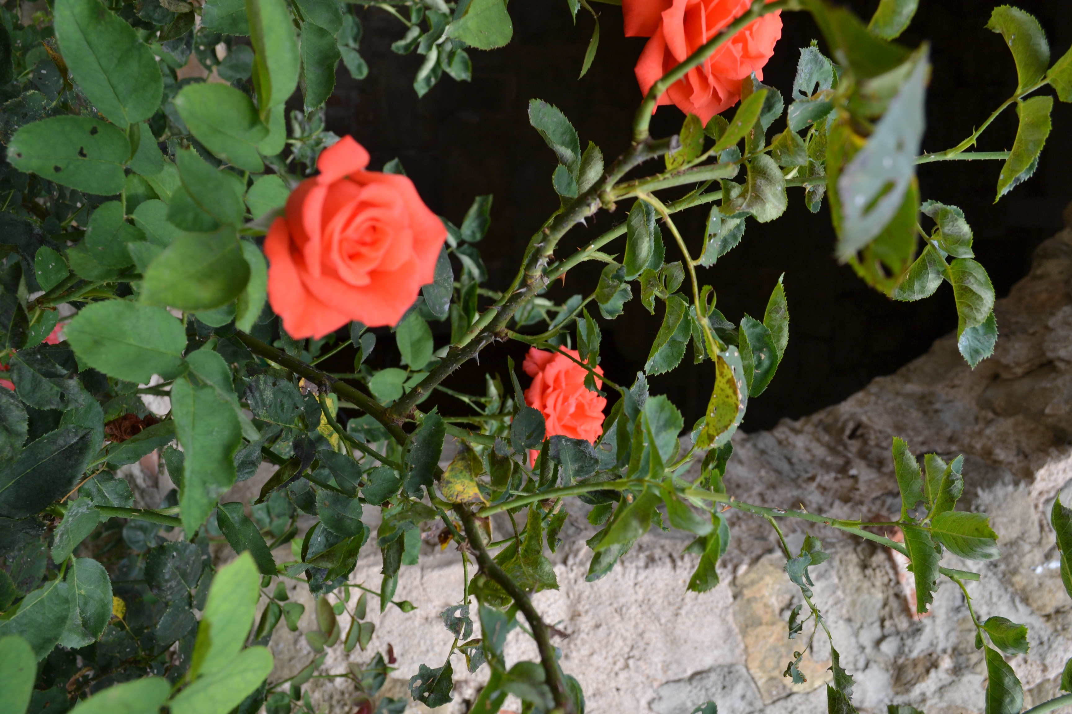 Rosal