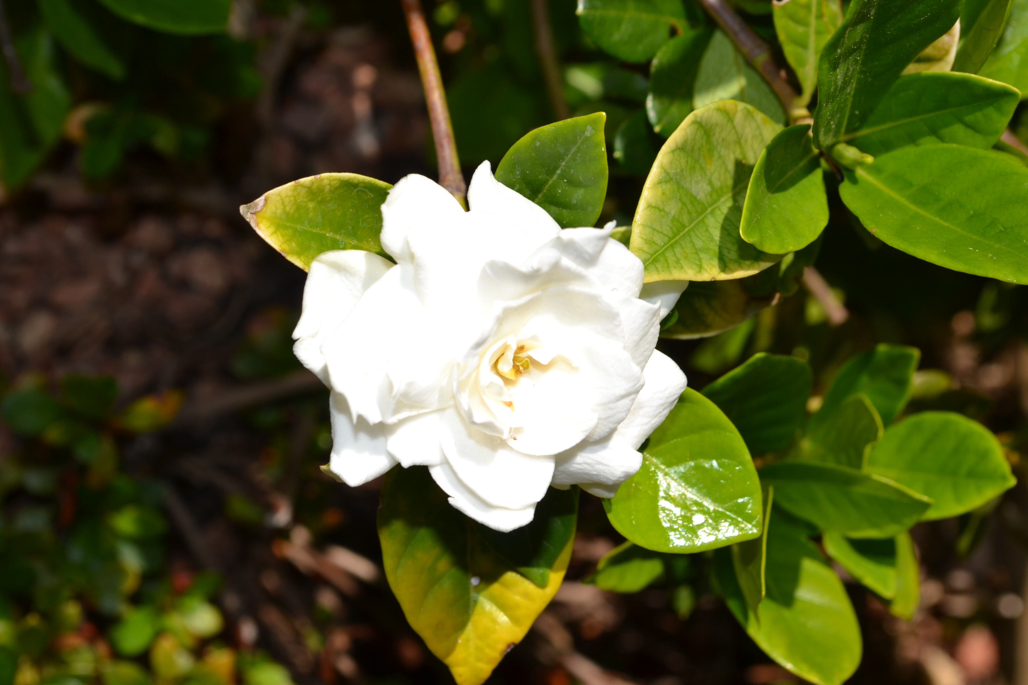 Camelia blanca