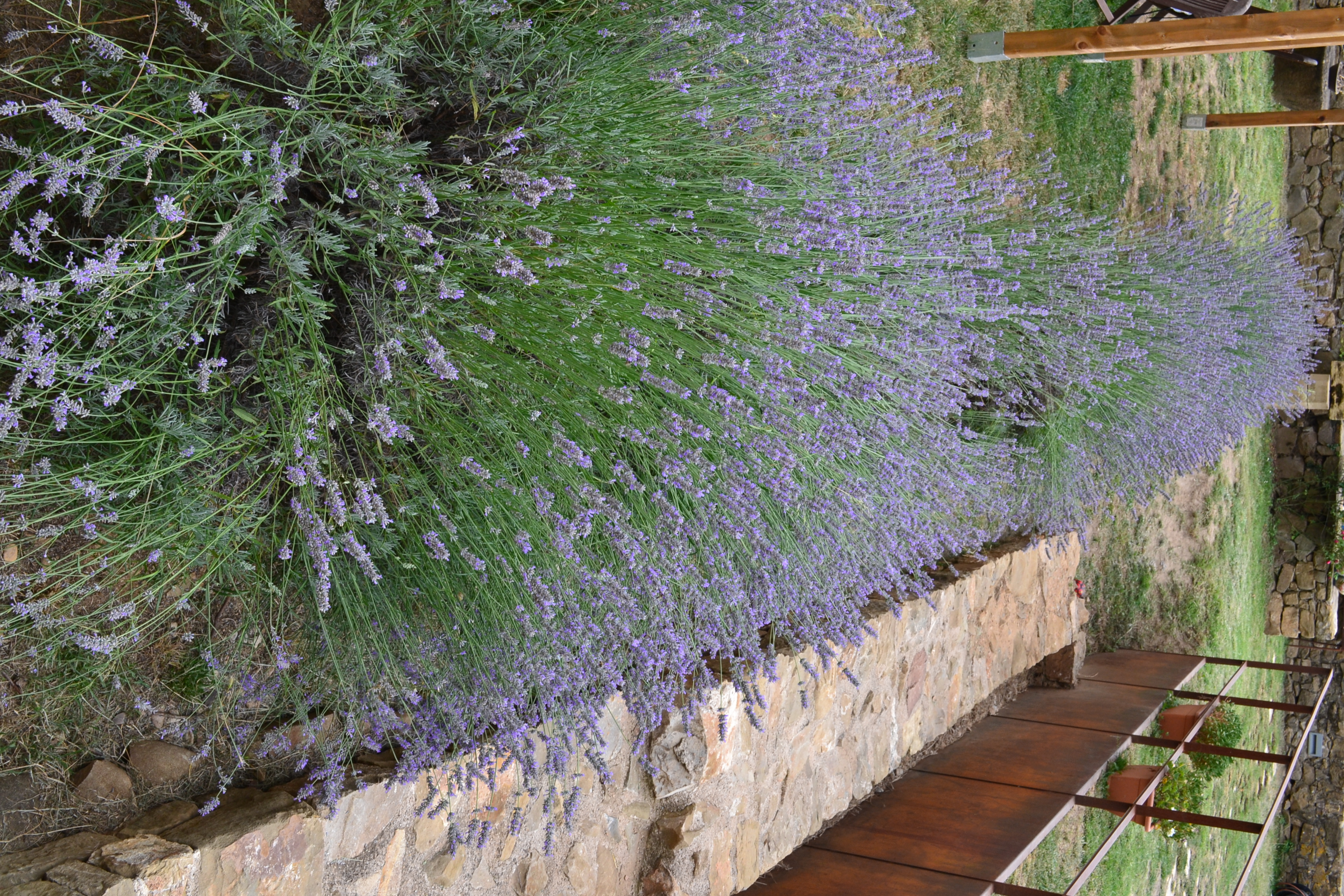 Linia de Lavanda Angustifolia