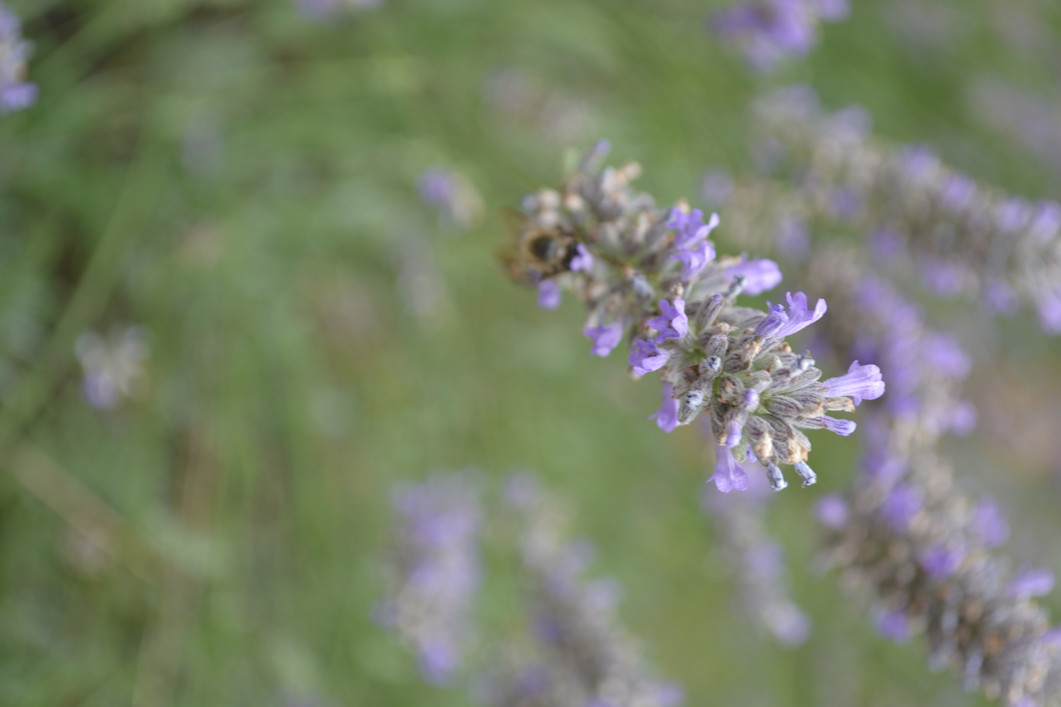 Detalle abeja