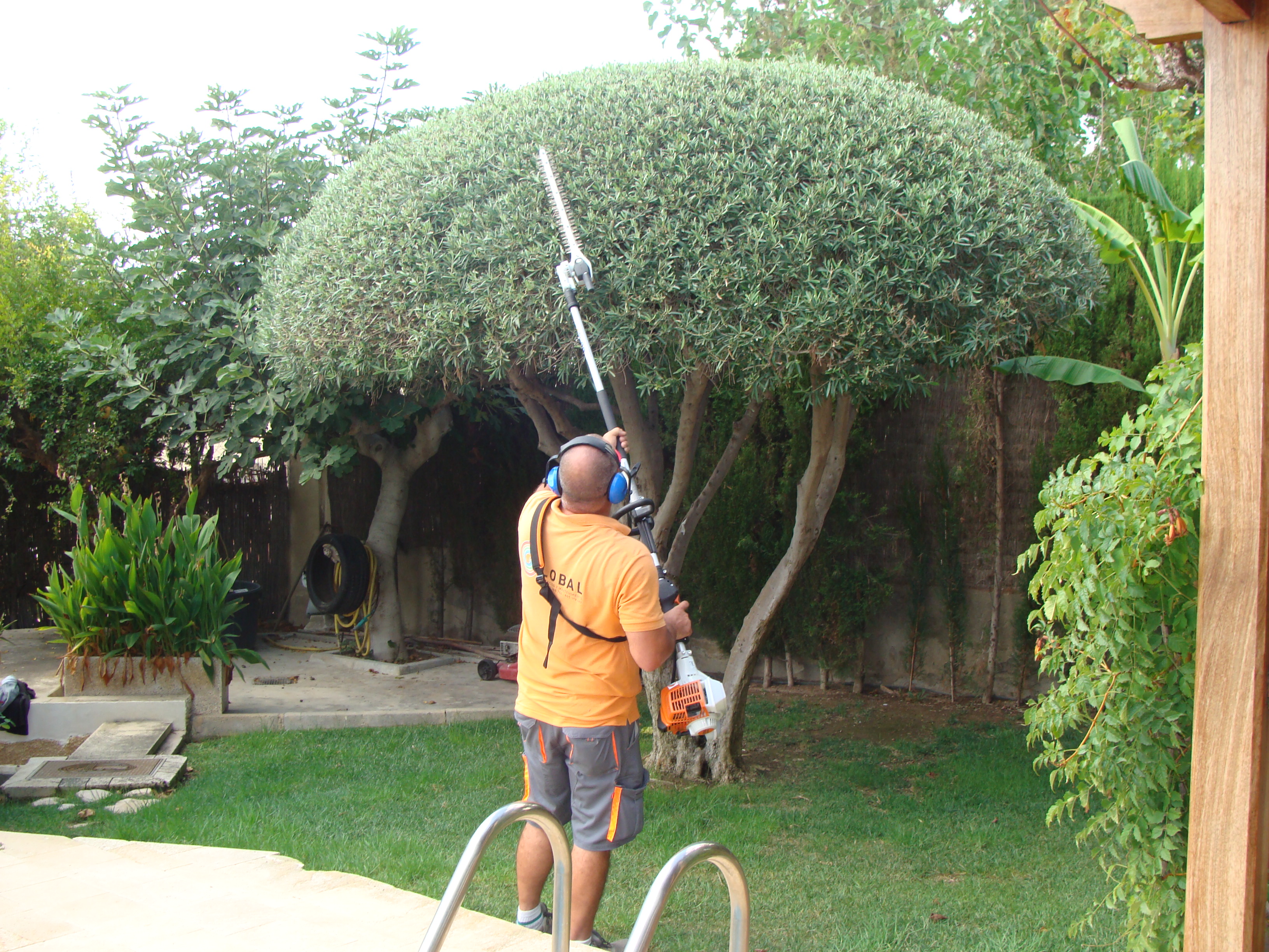 jardineria