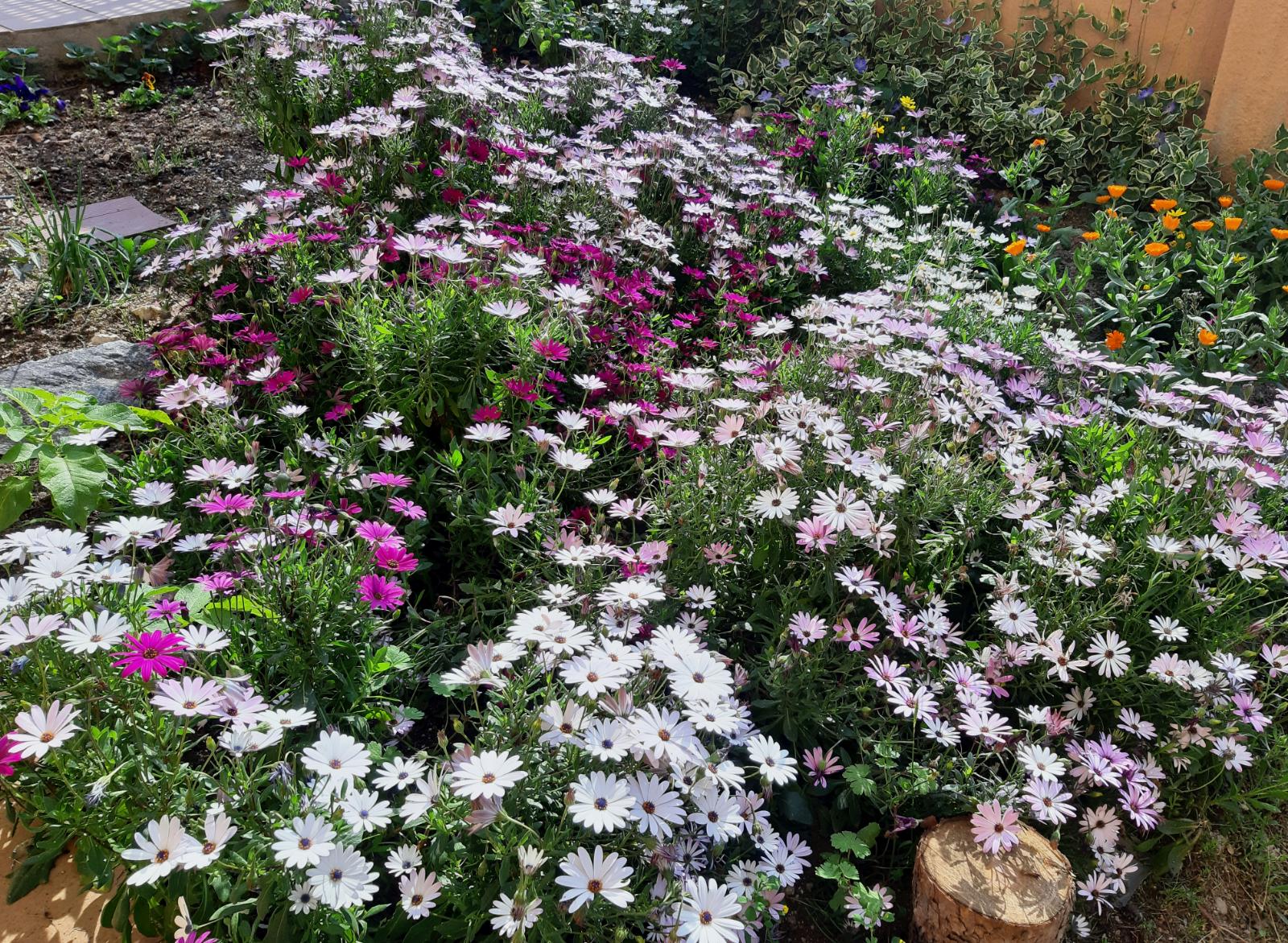Jardin de margaritas