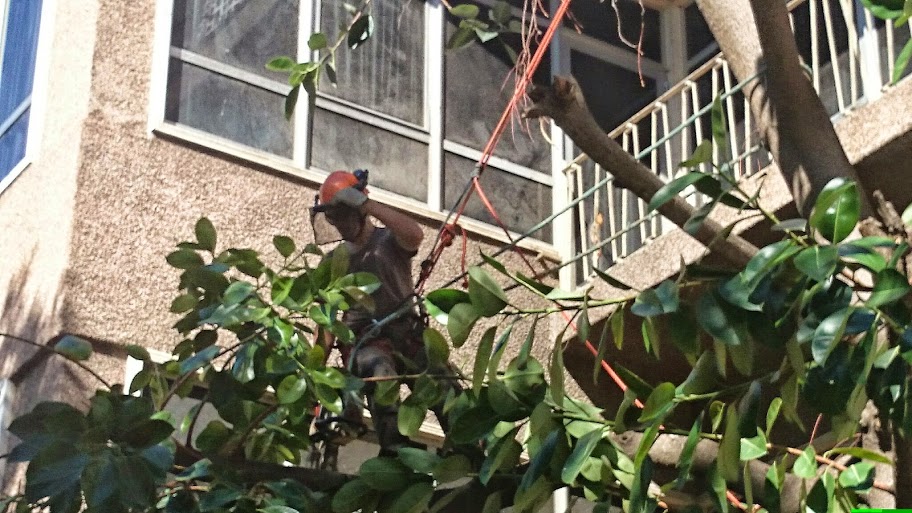 Poda de arbolado