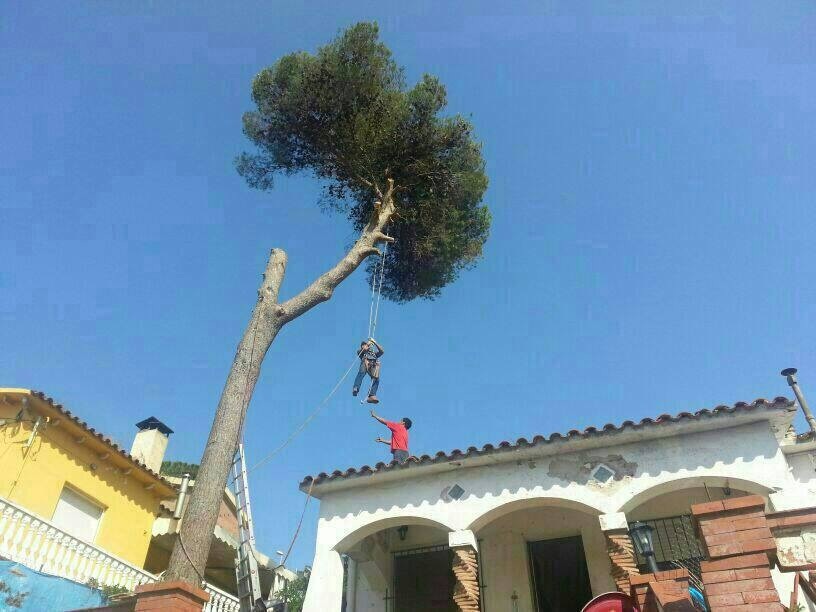 poda en altura