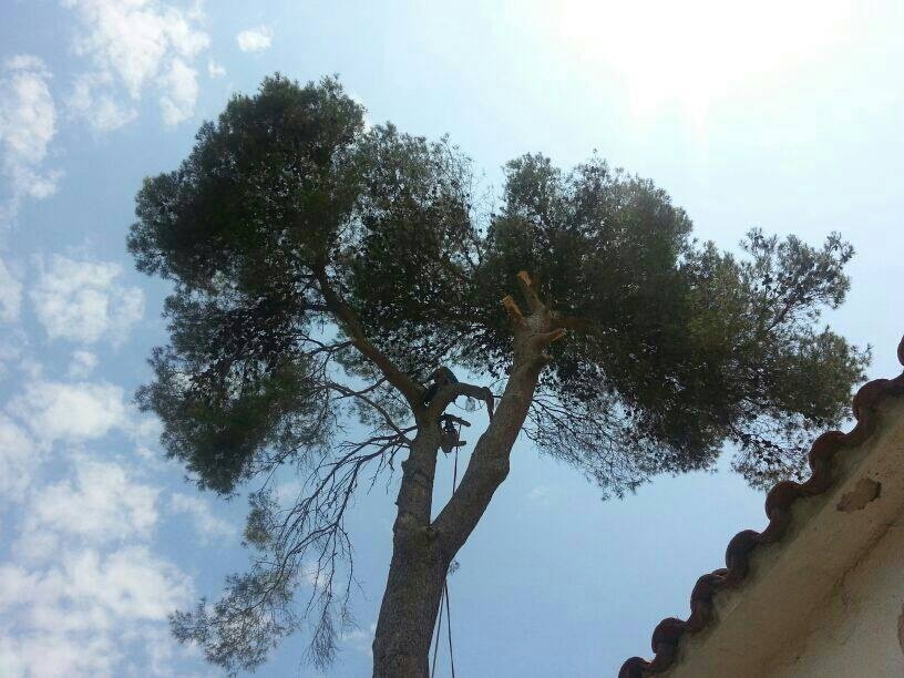 trabajos jardineria