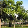 Sanear Piscina de Gresite
