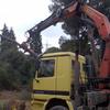 Cortar un árbol o podarlo