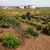 Arreglo huerto a jardin