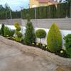 Desbrozar jardín 300m2