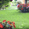 Plantar pradera de césped