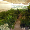 Masa vegetal