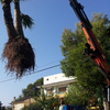 Retirada de palmeras