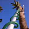 Quitar una palmera grande