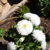 Crear jardín en ourense