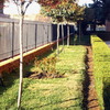 Plantación árbol Tipuana