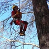 Poda arbol grande