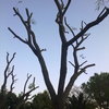 Poda de seis carballos y un salgueiro en ribadetea(ponteareas)