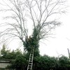 Poda y tala de arboles en majadahonda