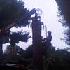Talar una palmera