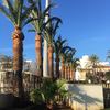 Palmera con picudo