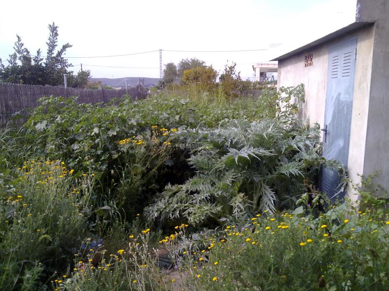 Limpieza y mantenimiento de jardines por sólo 25 € 
