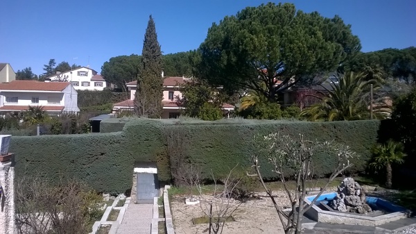 Arezonicas